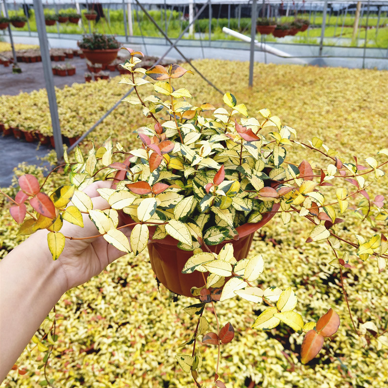 彩叶黄金络石花叶络石吊兰四季垂吊耐热耐寒庭院绿植花园花卉 花叶