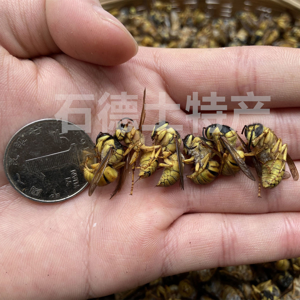 1斤速冻葫芦蜂老蜂小树蜂胡蜂黑盾煲仔蜂泡蜂酒用黄牛蜜蜂蛹1000克2斤