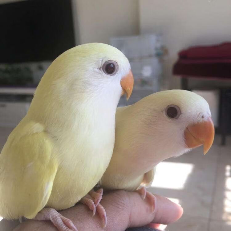 kjhgf鸚鵡活鳥合法桃臉牡丹鸚鵡黃桃綠桃鸚鵡中小型手養鳥學說話愛情