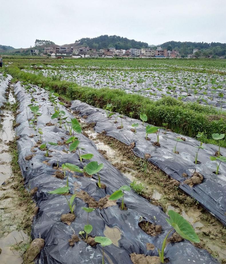 香芋的育苗技术
