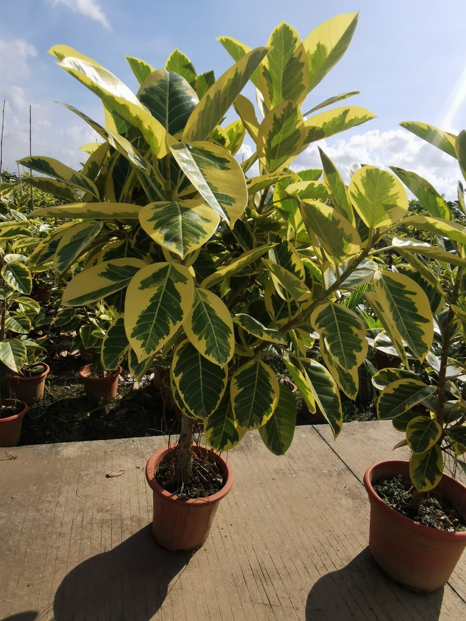 涞思芊品质保证黄金榕富贵榕高山榕青叶花叶橡皮树大型室内绿植网红