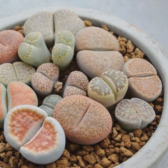 生石花屁股花多肉植物盆栽组合肉肉新手植物办公室创意花卉绿植石花2