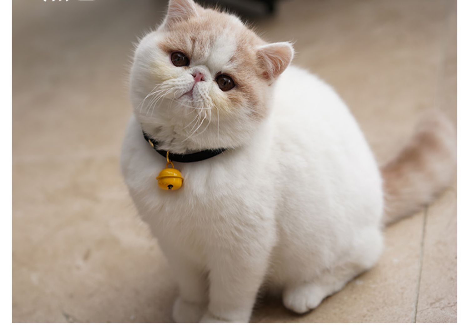 猫铃铛 日系无声项圈猫咪脖子饰品可调节宠物英短可爱小幼猫用品 蓝色