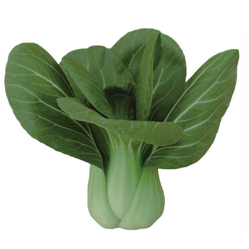 纳格兰蔬菜黑叶青菜种子黄大头油亮黑大头青菜种籽田园