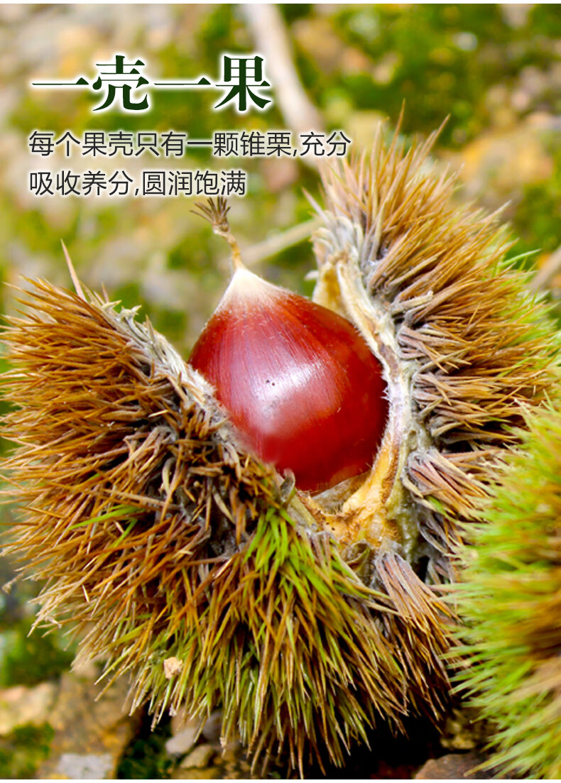福建特产建瓯高山栗子精选大果本地甜糯油栗子圆椎榛子小毛栗顺丰直达