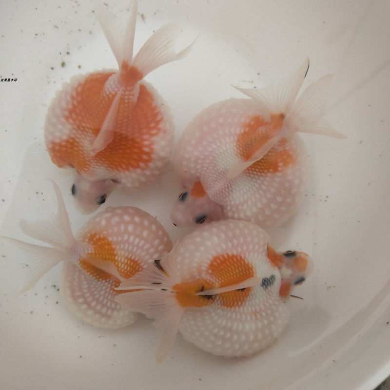 三色锦鲤黑白大观赏鱼金鱼草金冷水鱼好养招财鱼鱼苗活体小型 银色 8