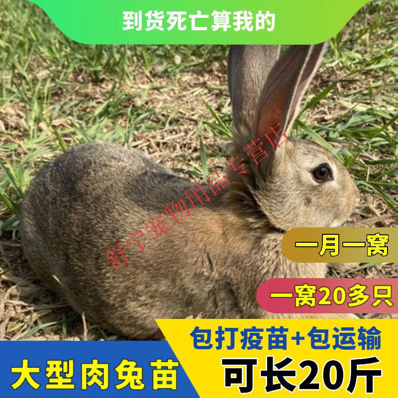 肉兔专用饲料一斤 一只公【图片 价格 品牌 报价】
