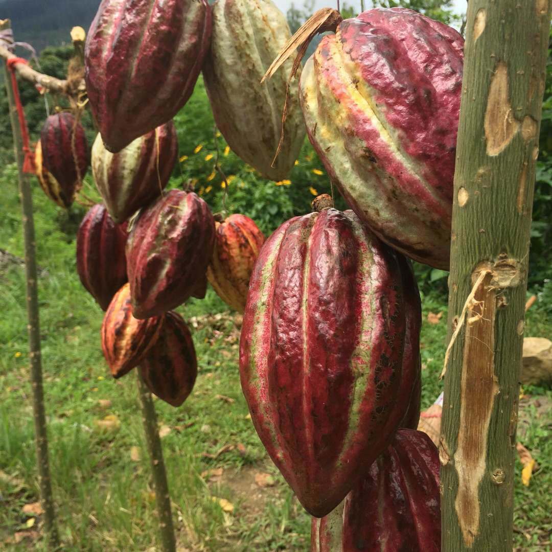 新鲜热带水果可可果一个装可可果可可豆果实黑巧克力原料新鲜热带水果