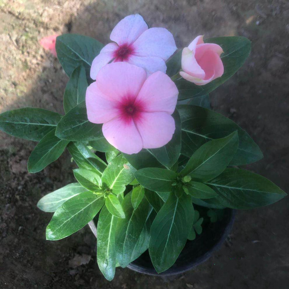 长春花盆栽天天开盆栽植物四季开花天天开带花发货室内庭院 三盆(颜色