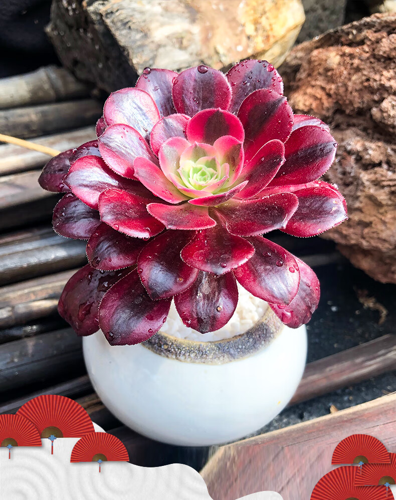 小老桩稀有品种贵货法师肉肉盆栽花卉美杜莎大单头冠幅1215cm不含盆