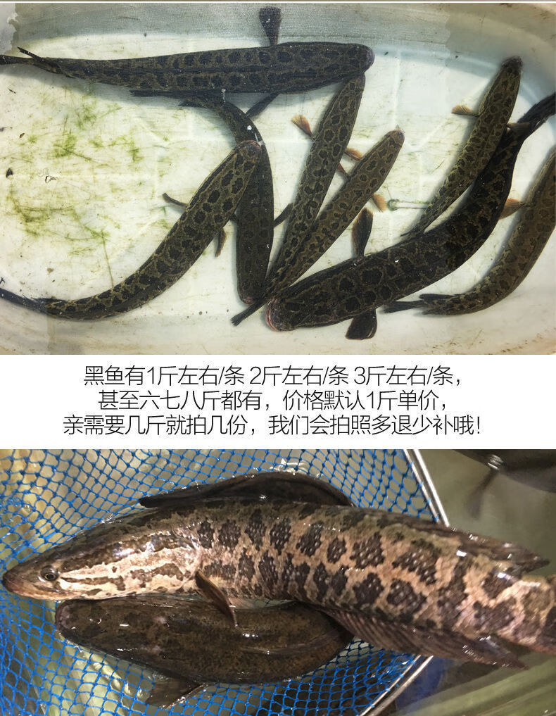 正宗黑魚烏魚斑魚財魚新鮮魚淡水魚1斤水煮魚肉淨膛後2斤重一條