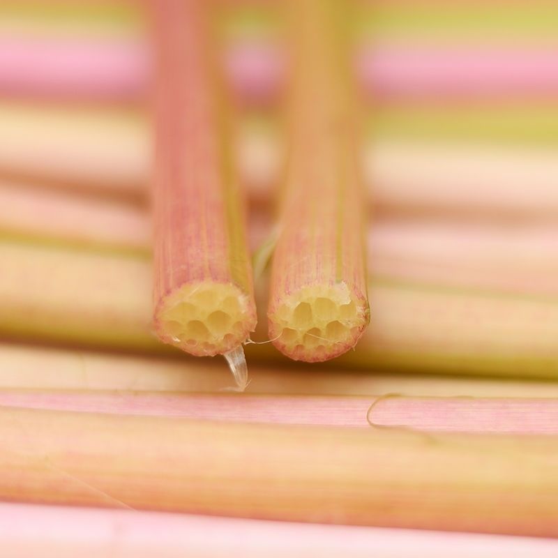 现货湖北洪湖新鲜鸡头梗新鲜梗鸡头菜刺莲梗芡实梗 1斤鸡头梗【图片
