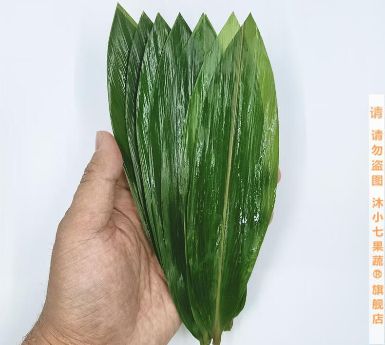 媚调【精品小叶】粽叶新鲜现摘粽子叶100片小号 棕子叶鲜新鲜青竹叶