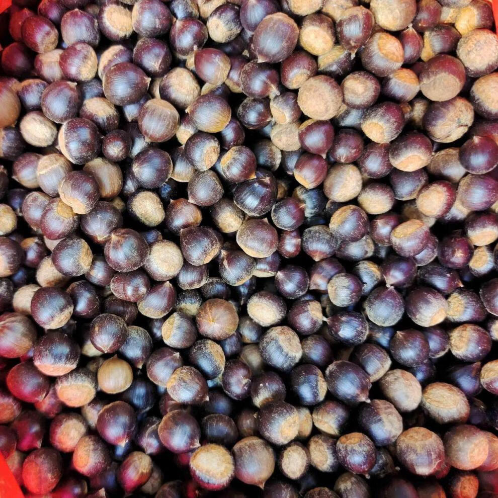 米锥栗子板栗小毛栗新鲜小板栗米椎栗榛子勾栗园子圆