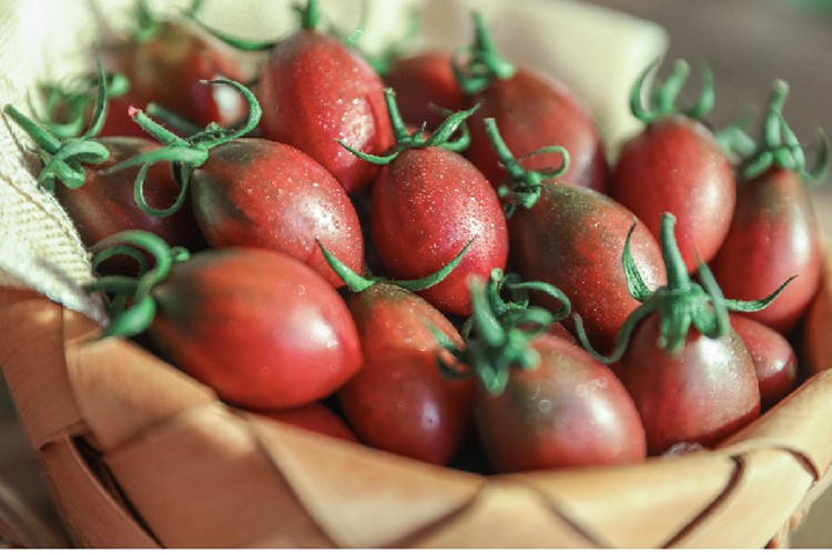 (顺丰现发)福建漳州小紫番茄 新品圣女果上市 当日现摘 生吃的小