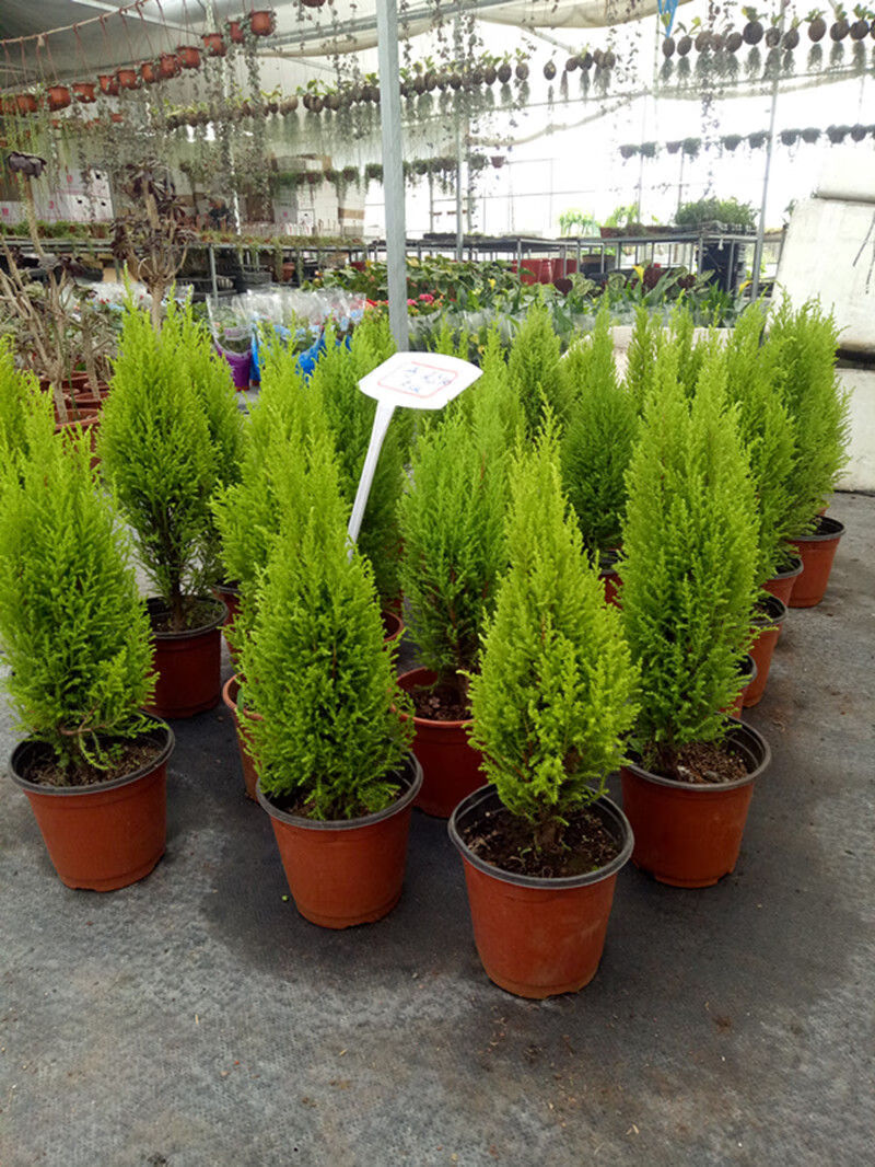 小香松盆栽室内棒棒糖圣诞小松树香冠柏客厅办公桌绿植四季常绿香松苗