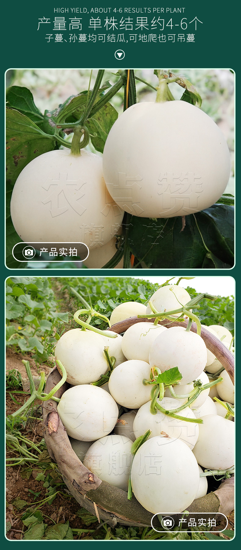 大全四季种植阳台园艺小香瓜白香瓜白甜瓜种籽新品种脆酥香蜜甜瓜种子