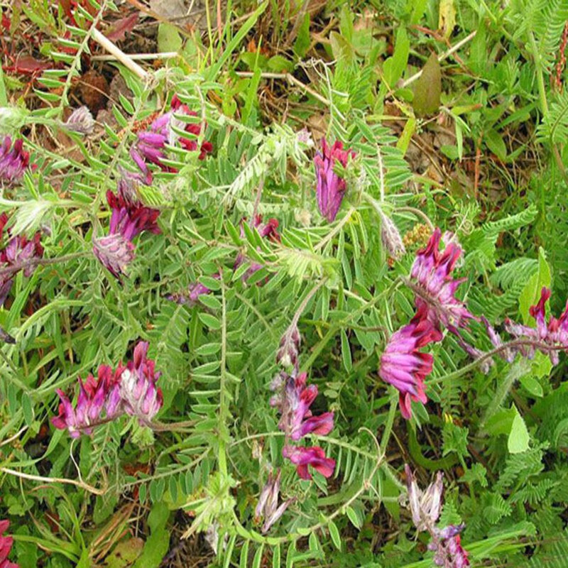 果园绿肥种子光叶紫花苕固土毛叶苕子牧草种子养蜂蜜源植物草种子 光