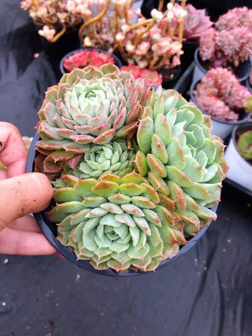 朱砂痣仙桃西府海棠多肉植物群生精品萌肉肉时光6到7厘米美朱砂痣单头