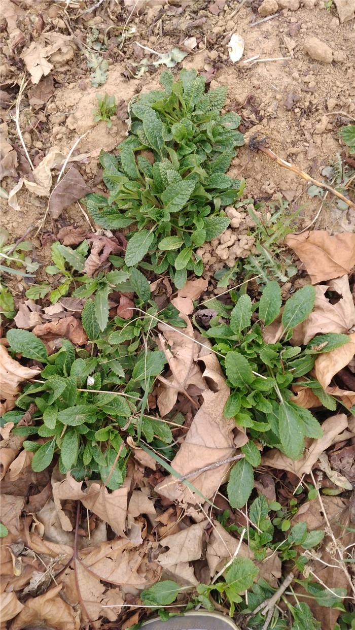 新鲜蛤蟆草蟾蜍草癞蛤蟆草蛤蟆皮棵草荔枝草皱皮草雪见草【图片 价格