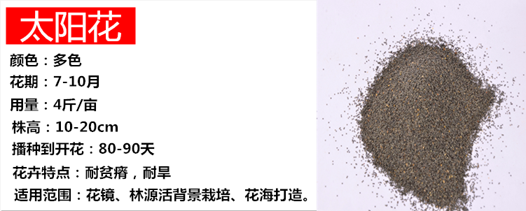波斯菊的种子的图片