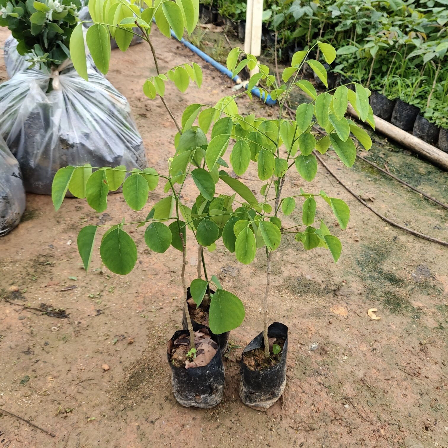名贵珍稀树苗老挝大红酸枝苗交趾黄檀树苗酸枝木苗苗木庭院树苗 70一