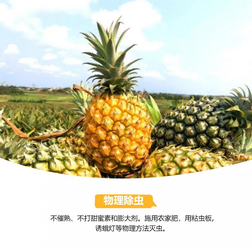 徐闻菠萝新鲜水果10斤5斤大果甜香水小菠萝当季水果整箱精品大果800到