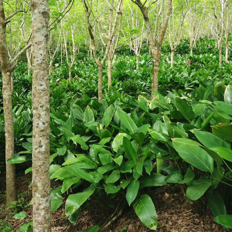 青樱红荔海南儋州新鲜采摘的大号粽叶冬叶包粽子叶现摘现发50片