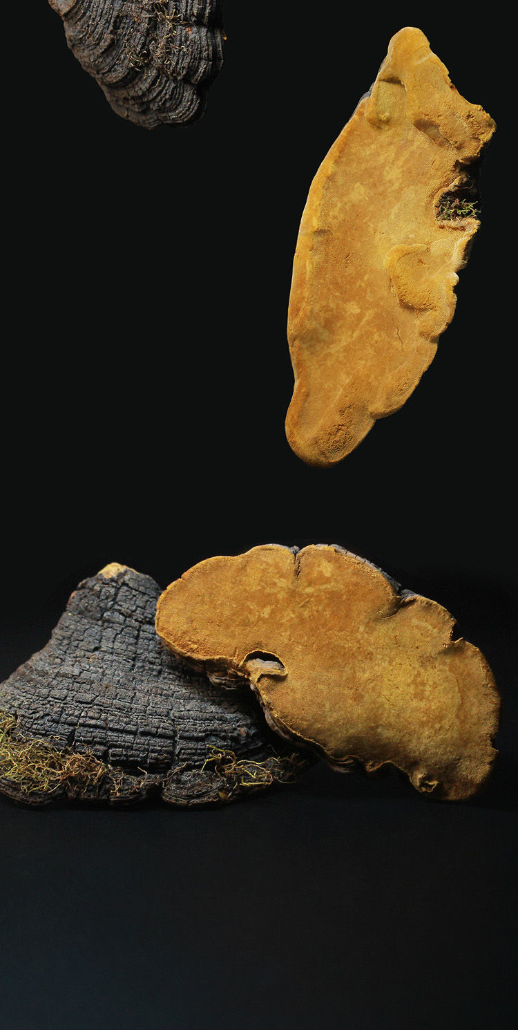 伟博西藏桑树桑黄灵芝西藏自治区桑黄菌种桑黄500g灵芝菌 正品野生