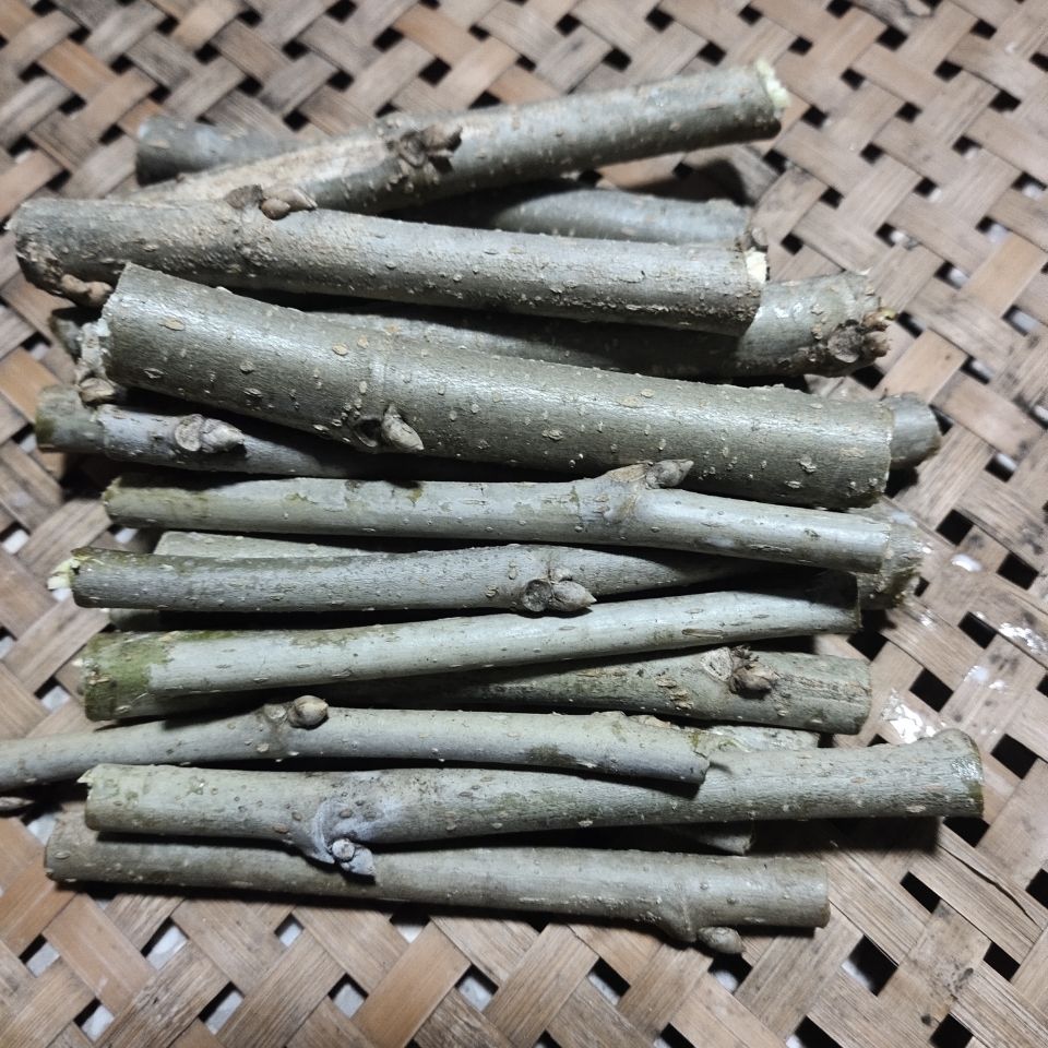 新鲜现采带皮桑枝筷子粗细干桑树枝条桑木棍破关桑树枝桑枝棒筷子粗细