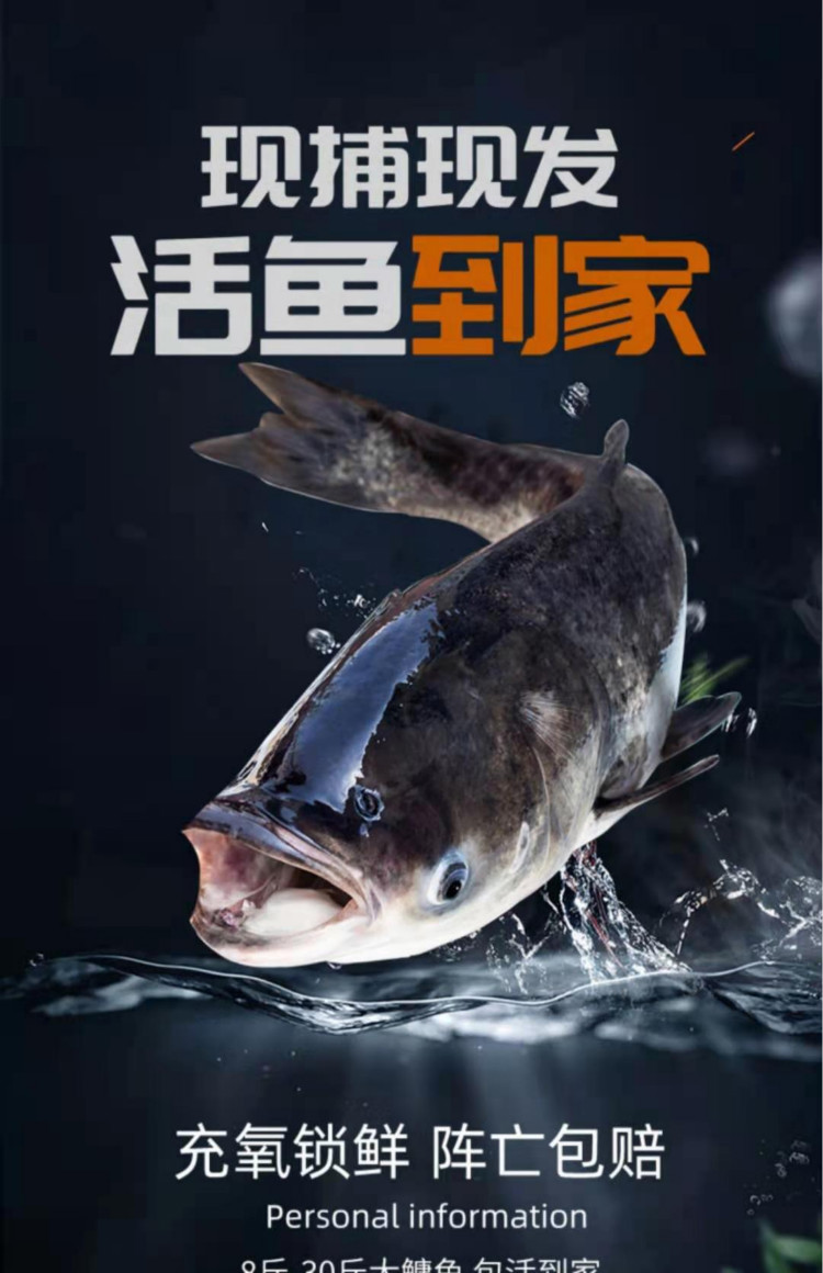 鲜源澜湾千岛湖活鱼整条胖头鱼乌鲢鱼鳙鱼生鲜鱼类435斤活鱼发货江浙