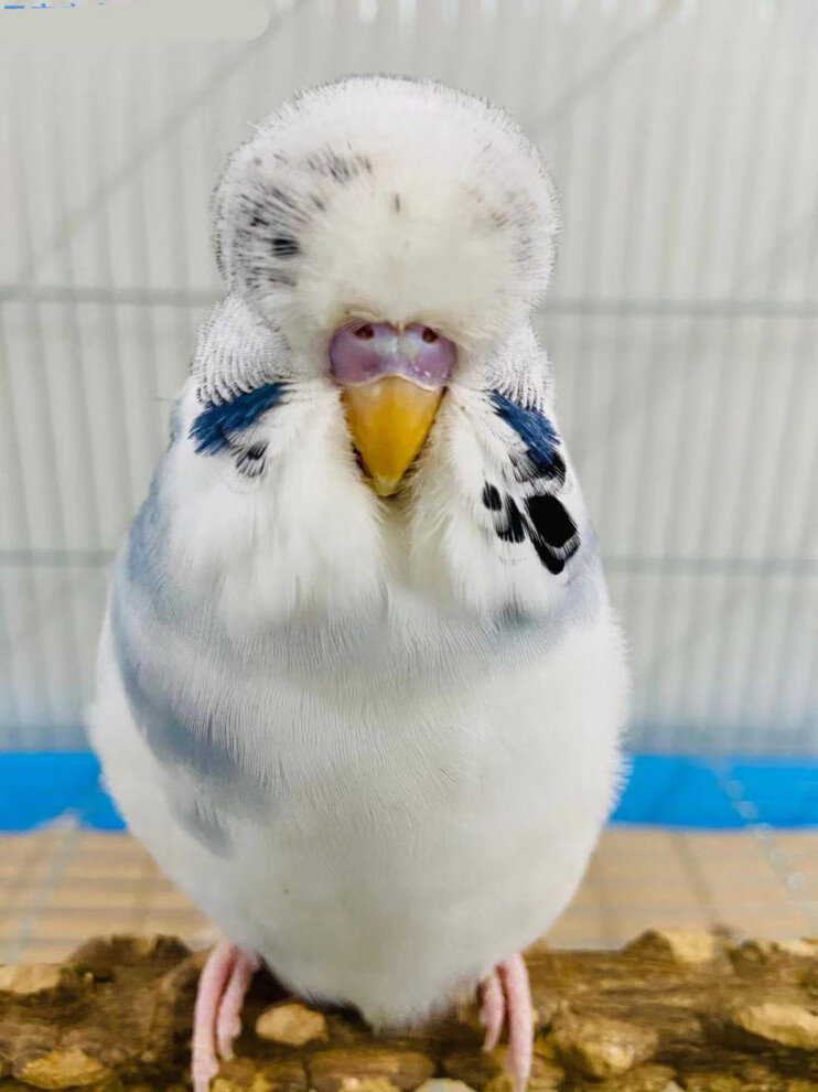 活体欧血虎皮大头大体型蘑菇头鹦鹉可繁殖可教说话雏鸟上手观赏鸟 深