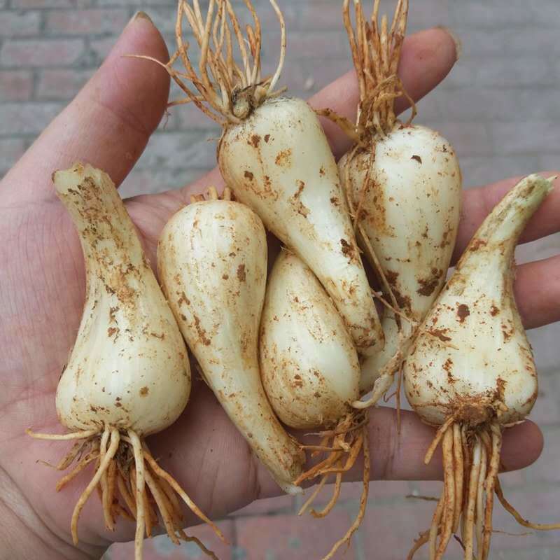 农家新鲜现挖荞头种子茭头生叫头藠头教头泡菜乔头种植用1斤5斤精选无