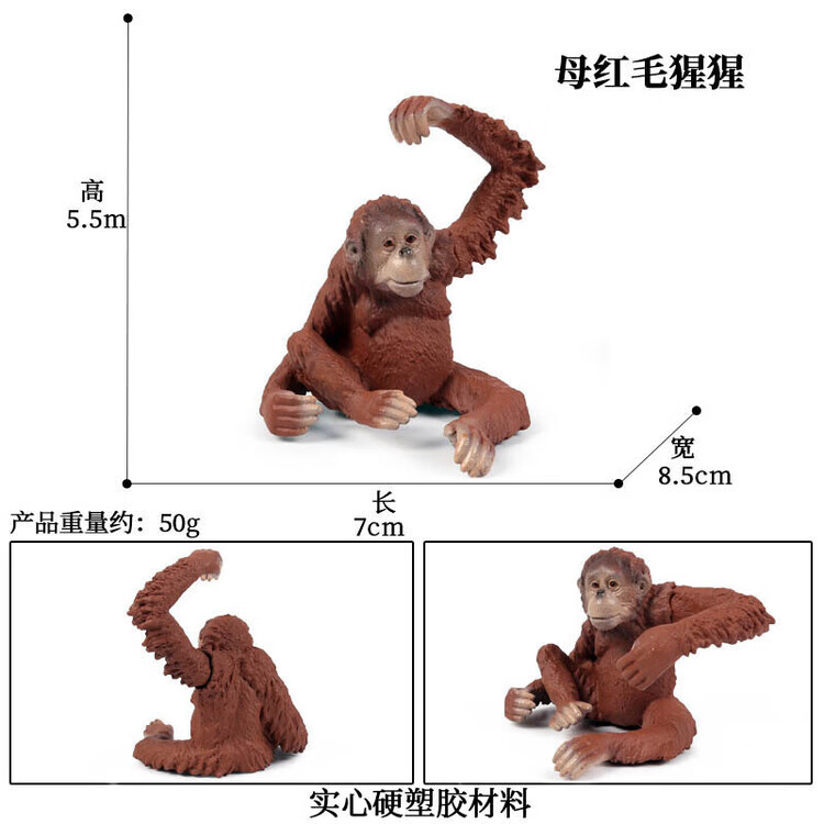 M4071母红毛猩猩