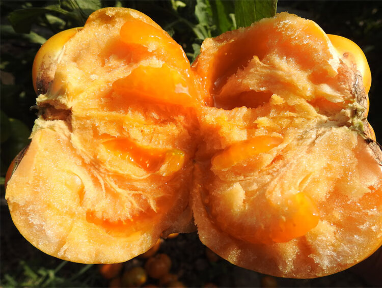 内蒙黄柿子【发顺丰】内蒙五原黄色西红柿 红色番茄水果 红柿子3斤