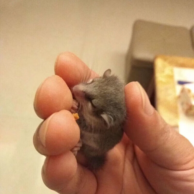 【京东推荐】西班牙睡鼠幼崽活物好养的小宠物小型学生宿舍粘人迷你