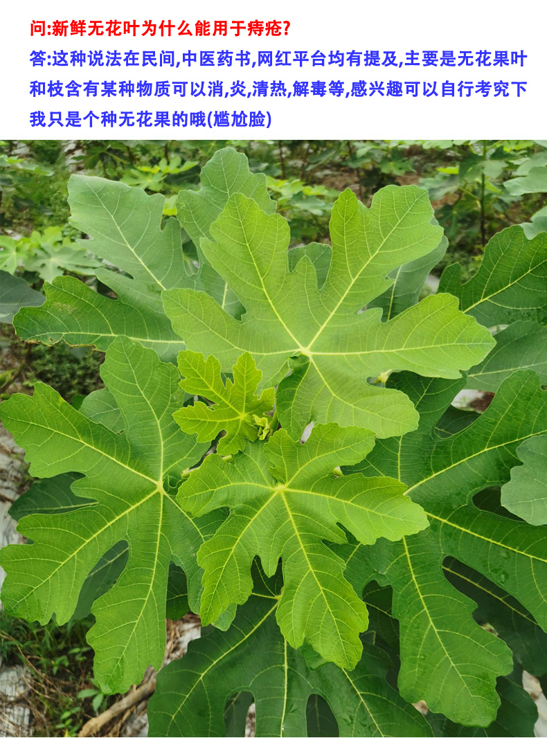 新鮮無花果葉全年現貨現摘無花果樹葉子枝莖鮮葉1斤