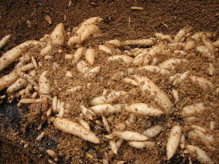 欧因蜜环菌种1代天麻种子1代天麻种朔果套餐花粉果子蜜环菌萌发菌