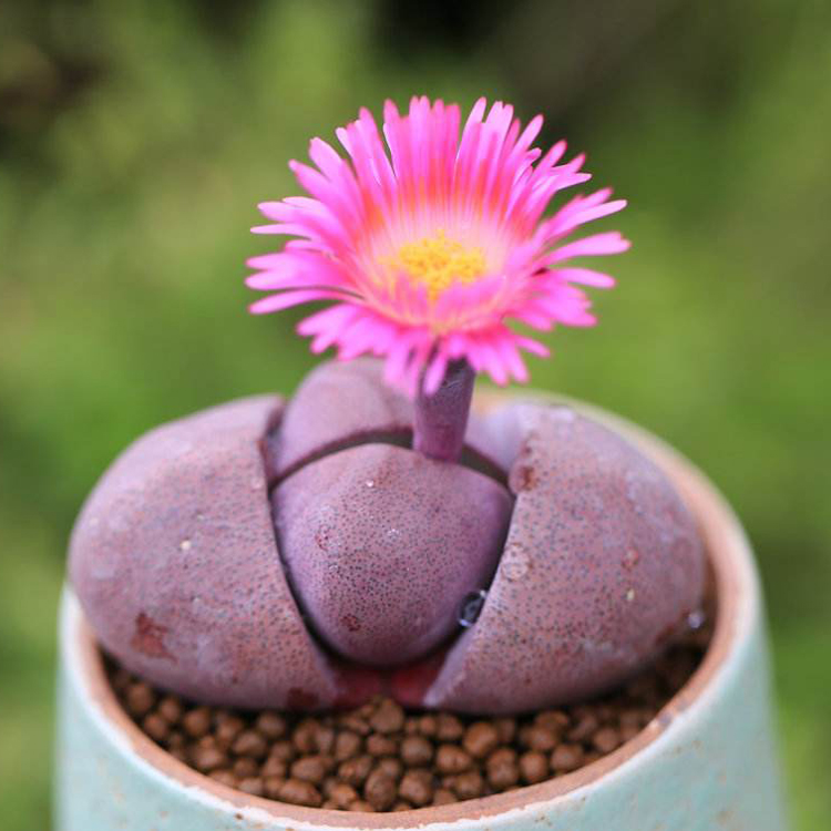 园艺 紫帝玉 红帝玉 对叶花属 紫花 屁股元宝 基地直供 多肉 0.