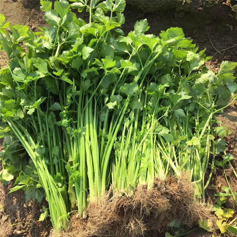 农家当季自种新鲜土芹菜小香芹鲜嫩露天芹菜水芹菜孕妇团建送礼生鲜