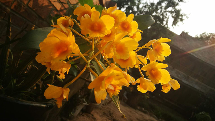 新花云南鼓槌石斛干花天籽兰花养生花草茶金兰花25g