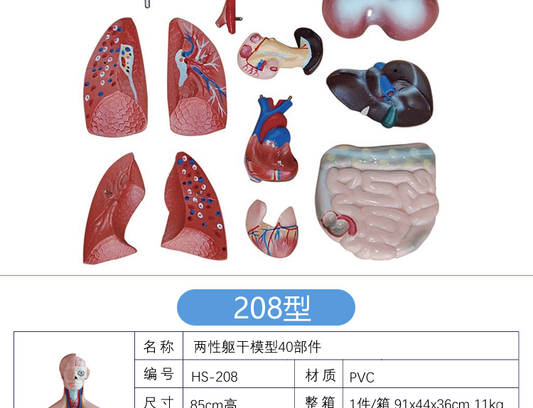 人体内脏模型医用介绍图片