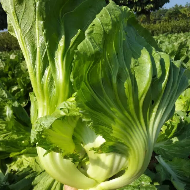 芥菜球包心新鮮芥菜潮汕鹹菜可醃製酸菜廣東大芥菜球3斤5斤 4000g