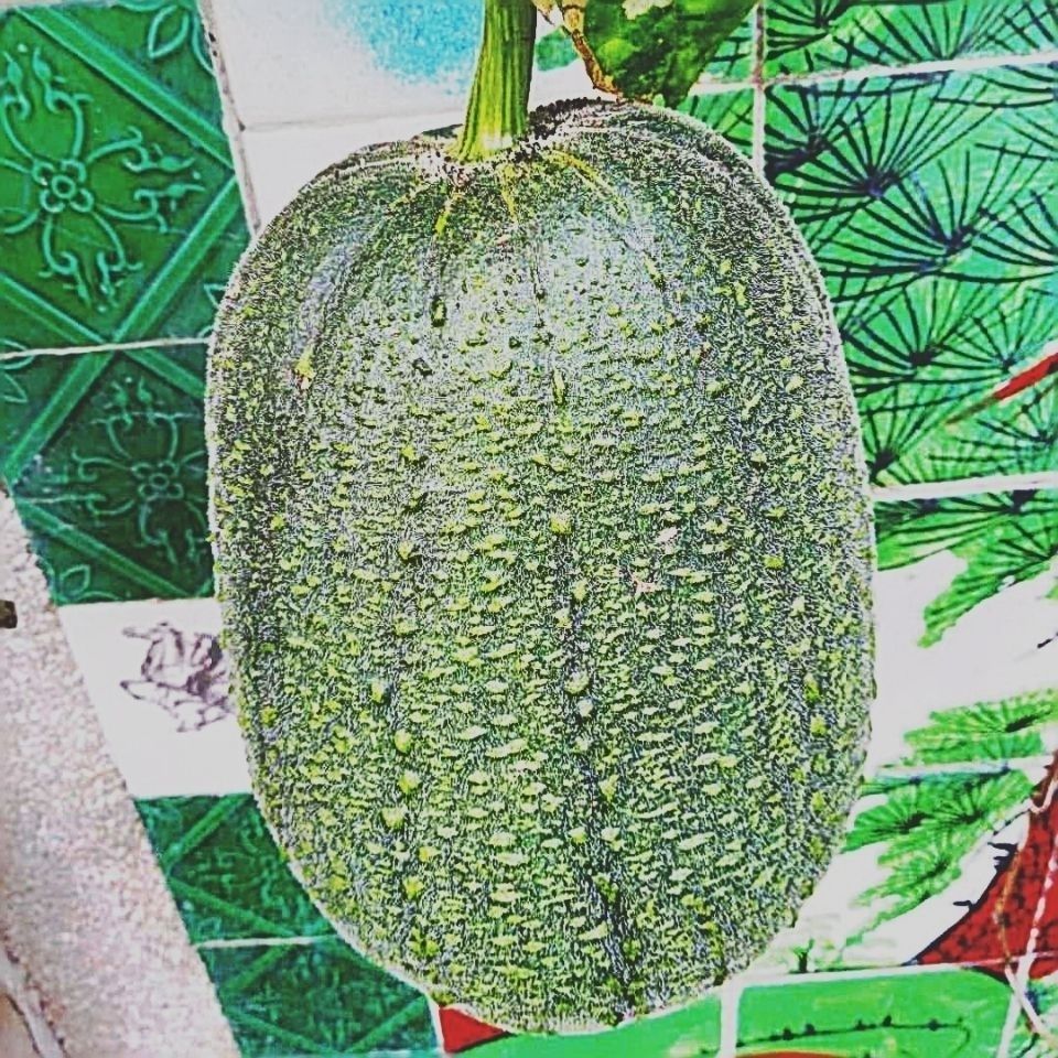 苹果丝瓜4个装台湾品种山东新鲜蔬菜圆丝瓜绿皮丝瓜农家现摘现发丝瓜4