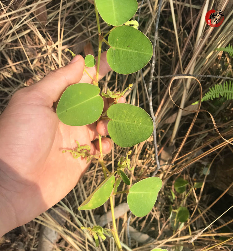 伟博金钱草中草药广西大小叶金钱草茶广金钱草冲剂 广金钱草500g【买