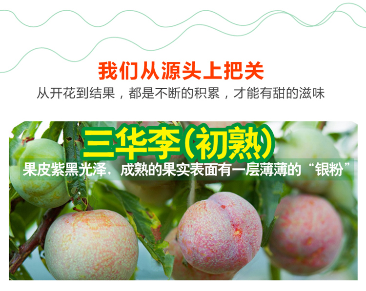 迭果 三月李子水果顺丰三华李新鲜红心早熟腌酸双华李酸辣李子 5斤