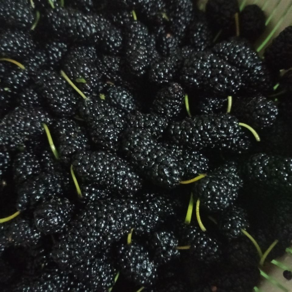 新鲜现摘桑葚果孕妇水果野生特级泡酒酵素生吃鲜桑椹酒黑桑葚果子五斤