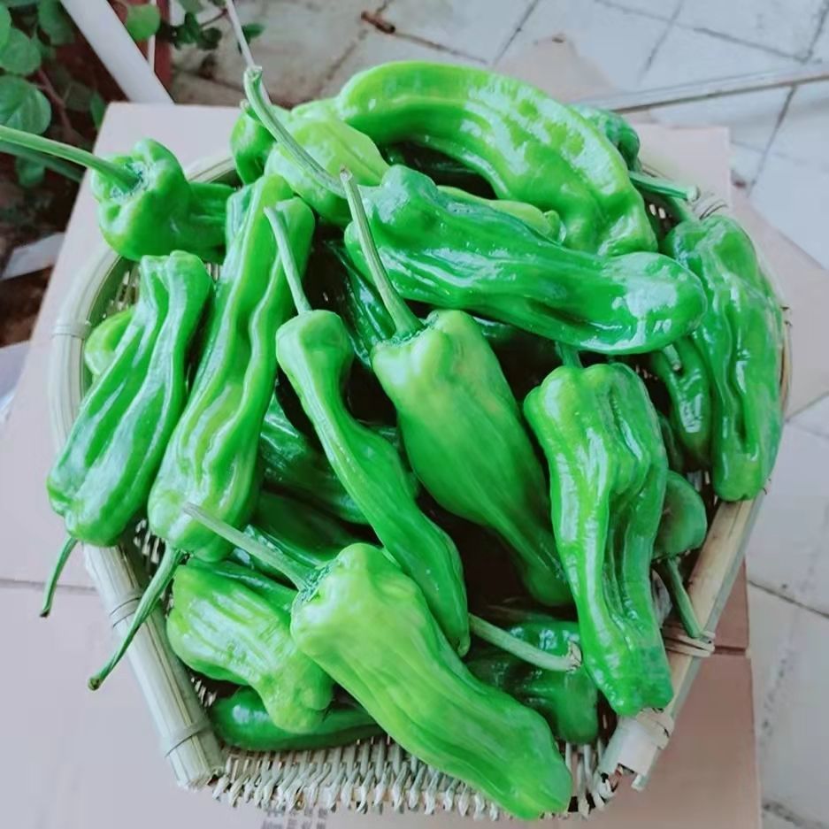 新鲜青辣皱皮椒尖椒线椒薄皮虎皮椒半斤35斤5斤青辣椒普通装