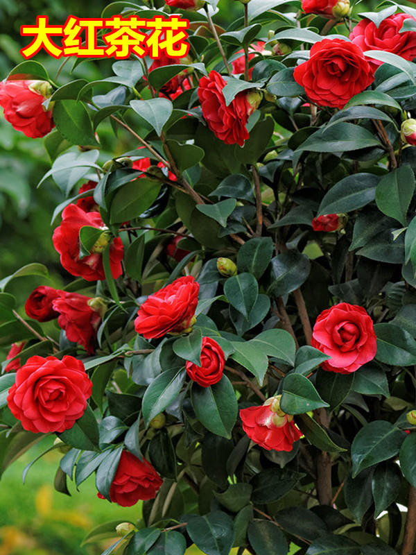 栀子花苗杜鹃茶花苗茶梅四季桂彩叶桂花树苗花庭院绿化小苗盆栽苗茶梅