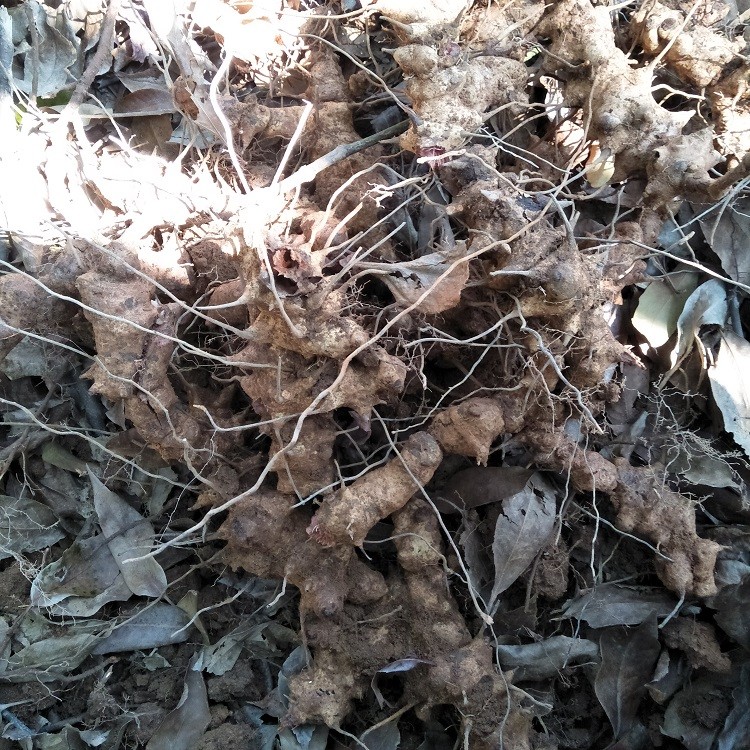 伟博中草药正宗新鲜菝葜根金刚藤金刚刺乌鱼刺铁菱角铁刺苓500g图片色